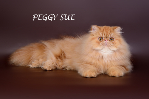 Peggy sue