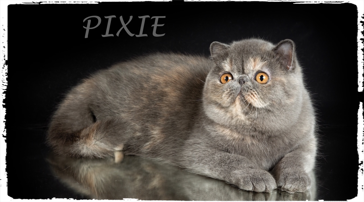 A beautiful exotic shorthair cat plays on a dark studio background with a reflection. Color gray tortoiseshell