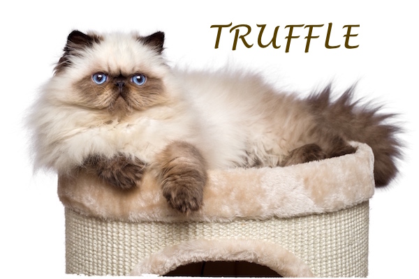 Truffle