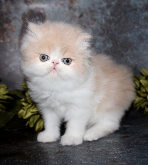 kitten-c – High Desert Persians