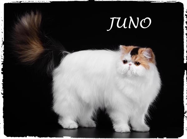 JUNO_Fotor