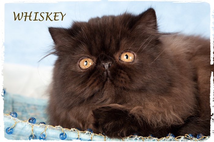 Chocolate Persian Boy Whiskey