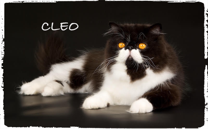 Beautiful copper eyed black and white Persian lying down on black background