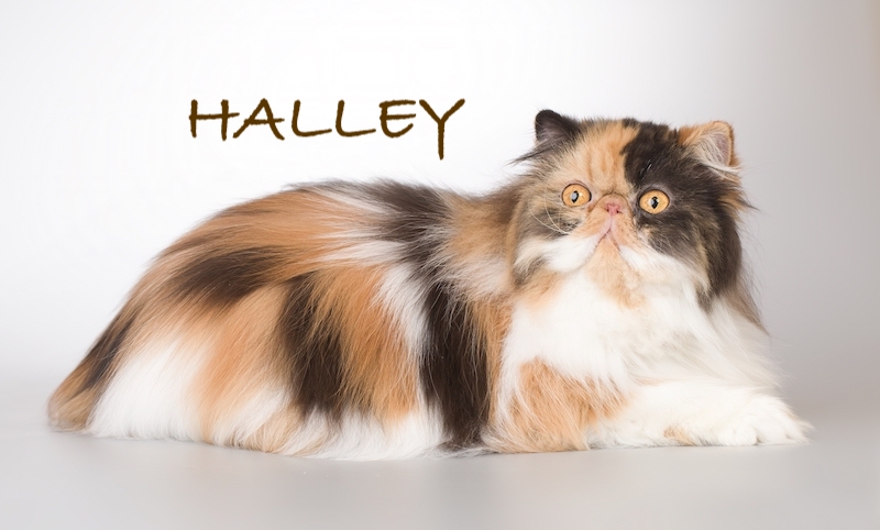 Persian,Long,Hair,Multi,Color,Breed,Male,Cat,Posing,For Persian long hair multi color breed male cat posing for portrait in studio