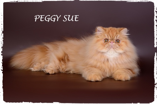 Purebred,Luxury,Persian,Cat,Studio,Photo purebred luxury persian cat studio photo