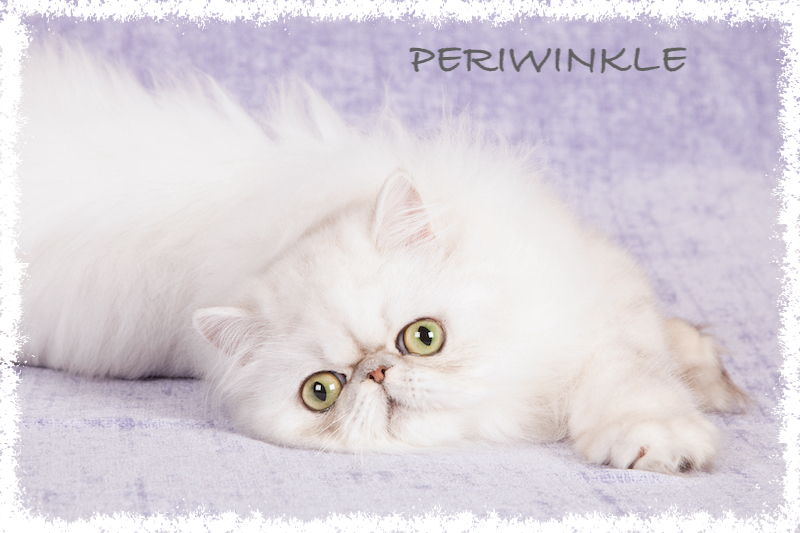 Silver,Chinchilla,Persian,Kitten,On,Lilac,Purple,Background Silver Chinchilla Persian kitten on lilac purple background