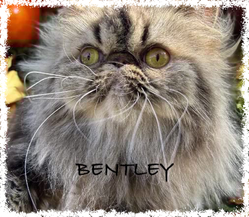 Bentley face(1) Bentley face(1)