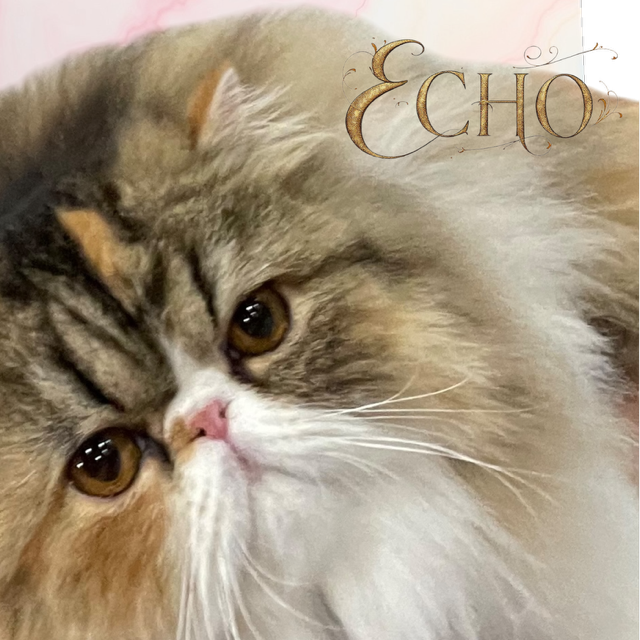 ECHO. ECHO.