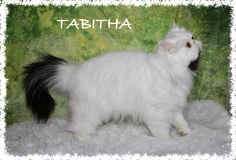 Tabitha