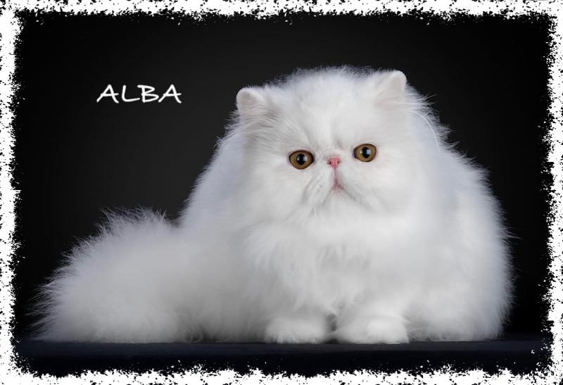 ALBA(1)