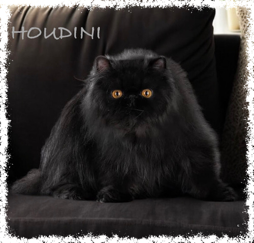 Houdini
