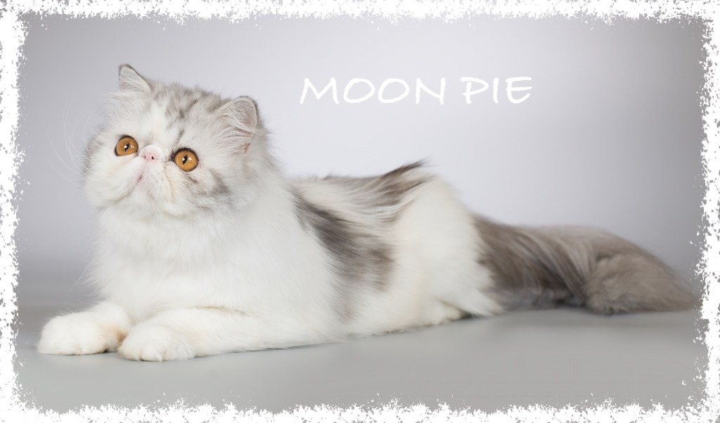 MOON PIE