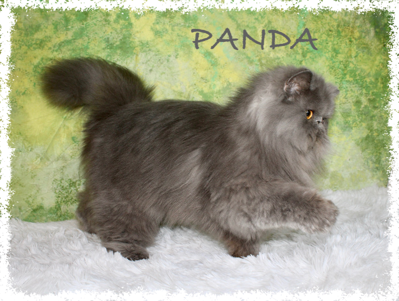 PANDA(1) PANDA(1)