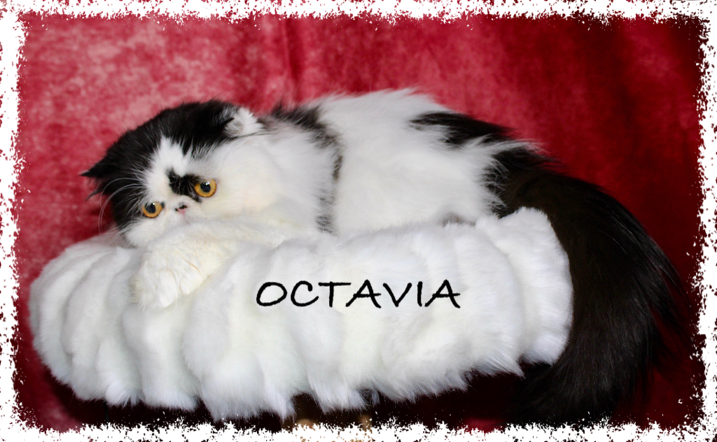 OCATVIA 2026