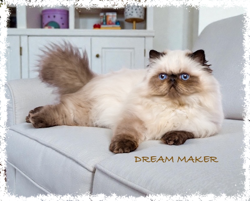 DREAM MAKER 1