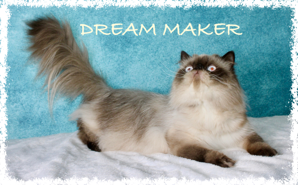 Dream Maker