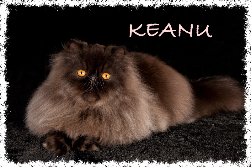 Black Persian on black background