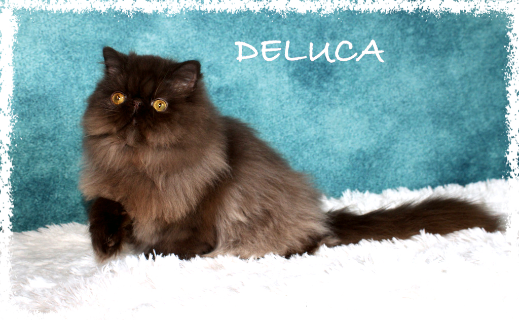 DELUCA
