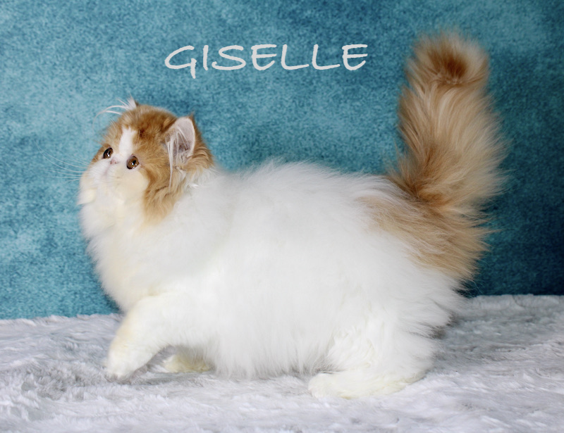 Gisalel