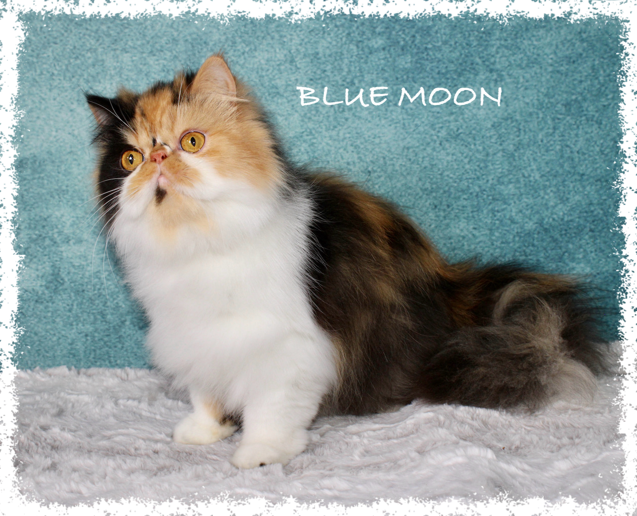 Blue Moon