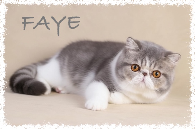 FAYE 1