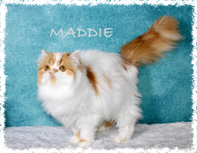 MADDIE