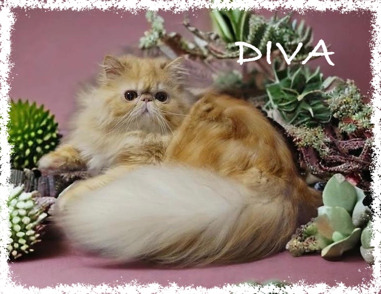 DIVA(1)